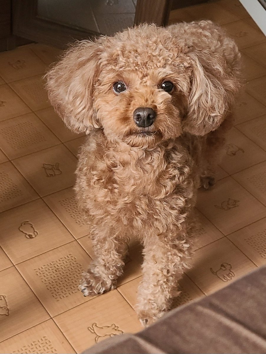 この顔でジーッ👀と見つめてくるときは
「オシッコ(⚫んち💩)したからトイレ掃除して」と訴えているとき

#トイプードル #犬好き #犬のいる生活 #犬好きさんと繋がりたいオシッコしたとき