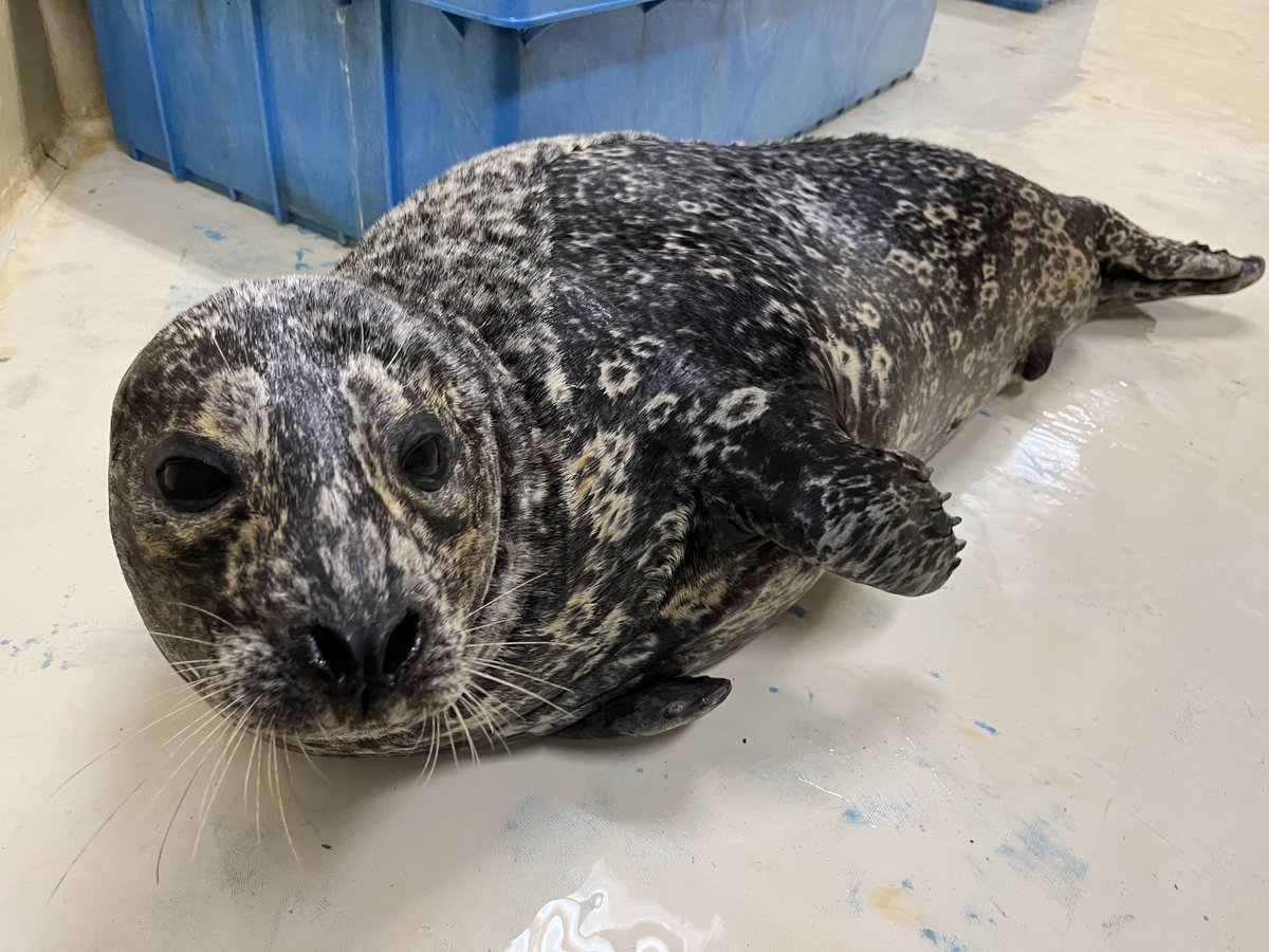 ゼニガタアザラシ「平次」です！ ゼニガタ模様が細かいのが特徴です