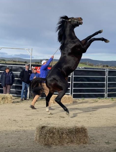 Quick Thinker, aka Hubie, looking for a dancing partner at Mandy Gunn’s, <a href="/MotreeTasmania/">Motree Thoroughbreds</a> Thoroughbreds during his stallion parade.

<a href="/Racing/">Racing.com</a> <a href="/anz_news/">ANZ News</a> @TDNAusNZ