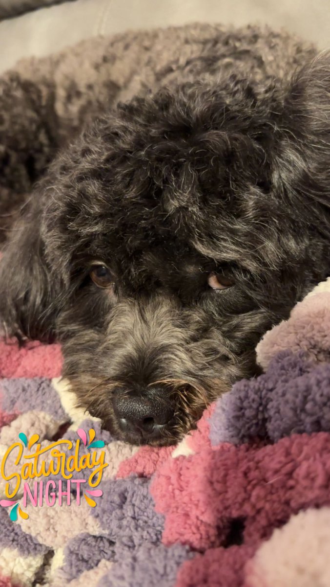 Rough day today pals. Da groomer started using texts instead of calling and ended up wiff me spending two extra hours at dat awful place because mommy never got da text. Dese my sad eyes. #DogsofTwitter