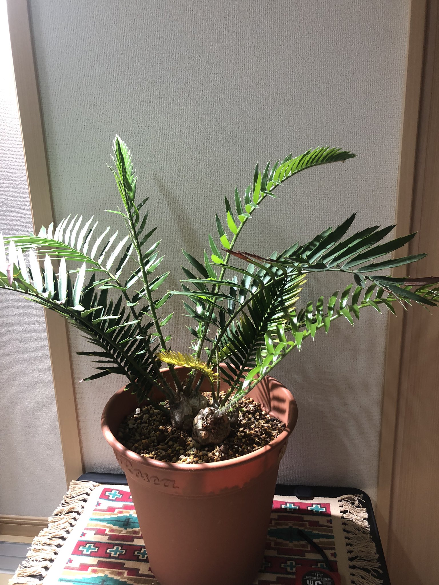 メール便可/取り寄せ 最終売り切Encephalartos lebomboensis レボンボ