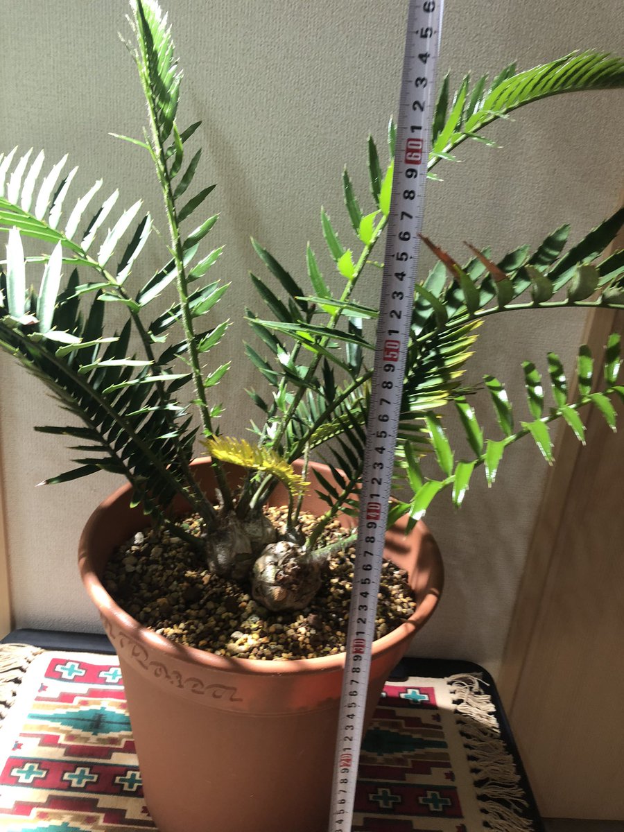 メール便可/取り寄せ 最終売り切Encephalartos lebomboensis レボンボ