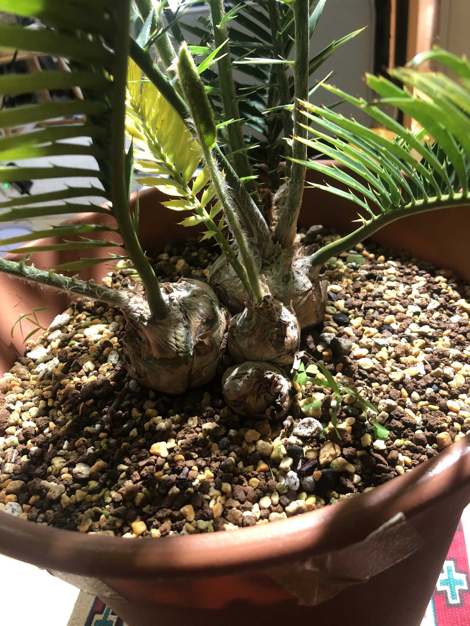 メール便可/取り寄せ 最終売り切Encephalartos lebomboensis レボンボ
