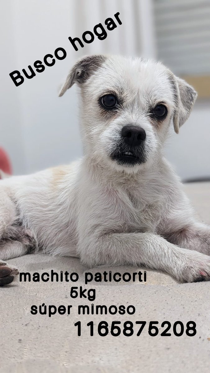 Pedido de difusión para Perrito paticorti
-Macho
-Un año
-Sin castrar 
-Desparasitado 
-Sin vacunar
-5kg
-Súper mimoso con todos
-Hace necesidades afuera
Fue abandonado en bajo flores, estuvo muchos dias solo en el frío. Ahora solo busca un hogar que lo ame.
Contacto: 1165875208