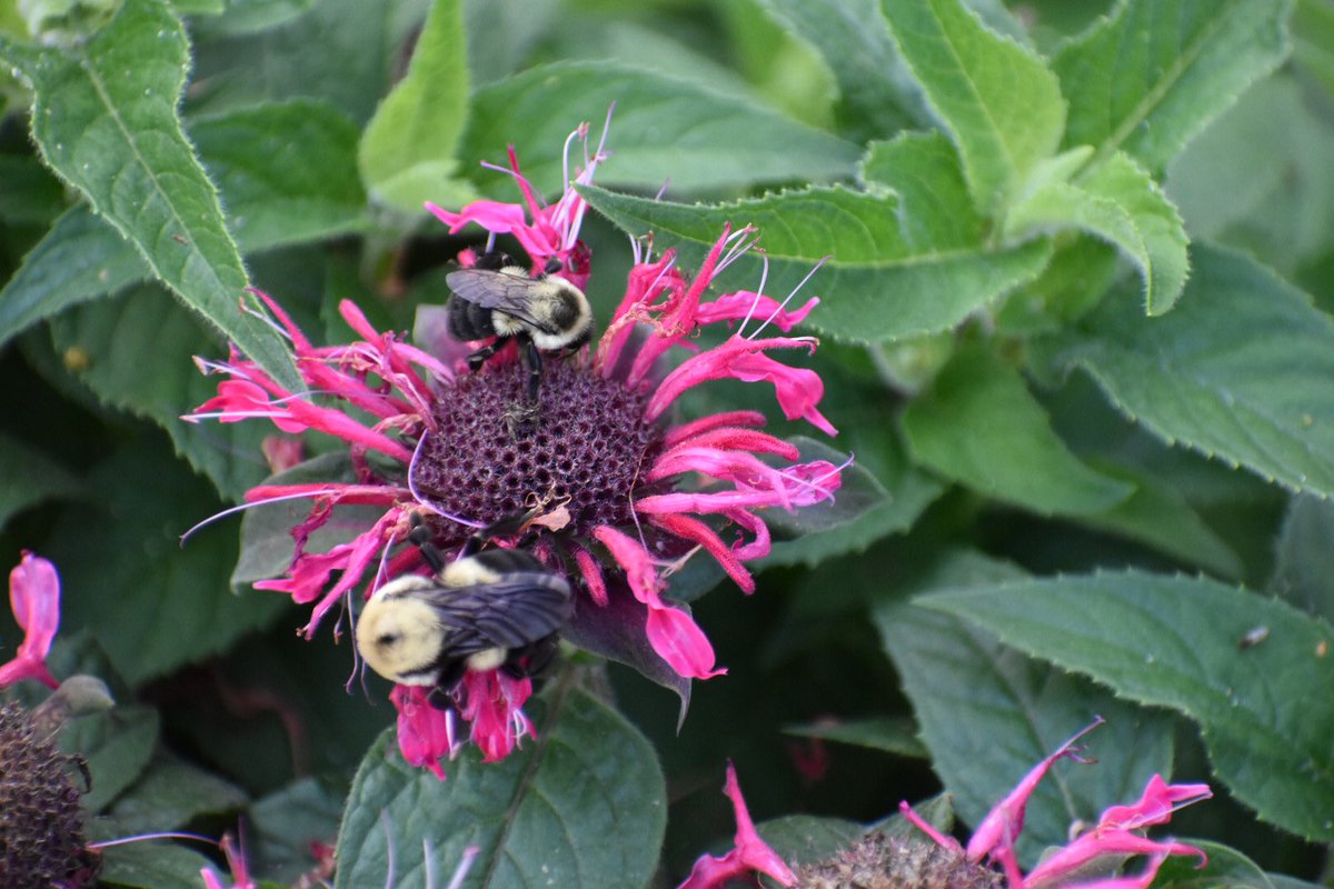 Just a walk around the garden. #gardeningtwitter #cottagegarden