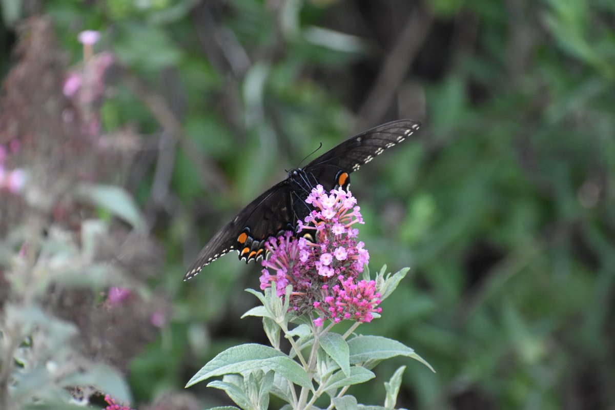 Black swallowtail #GardeningTwitter #cottagegarden