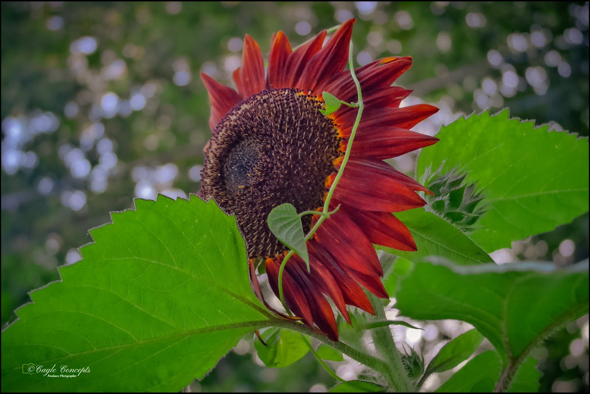 CagleConcepts's tweet photo. @urbanponds101 We have burgundy sunflowers also.. beautiful flowers ❤️ https://t.co/j3QNOsezVj