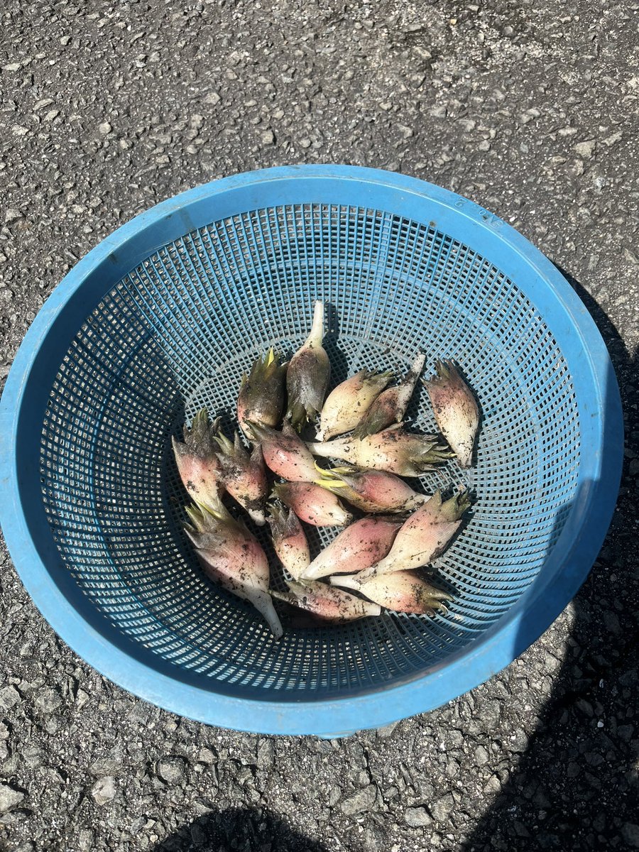 setubiyatetsuo's tweet photo. 梅雨の晴れ間に、茗荷を収穫🤗。 https://t.co/k7tMs3emig