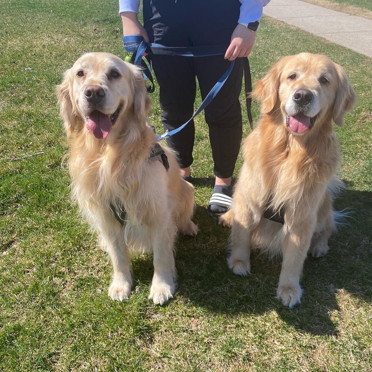 mclaren9's tweet photo. @CaraLisette Finn (left) and Bocephus (right) https://t.co/U95wHqipJk