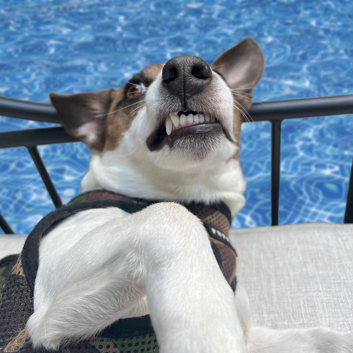 toweronthego's tweet image. If you don’t spend your entire summer weekends in a pool, did you even have a summer break?? 🤨

Follow @toweronthego for more adorable content! 💙

#dogfriendlynyc #dogsofnyc #jackrussellnation 
#9gag #barked #animalsdoingthings #jrt #jackrusselldog #astro #dogs  #dog #cute