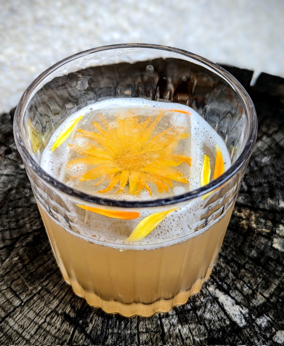 Front yard foraged cocktails are on the menu this summer! #1:  Spruce tip gimlet #2 Rhubarb calendula whiskey sour. More to come! #yeg #foragedcocktails #wildcrafting