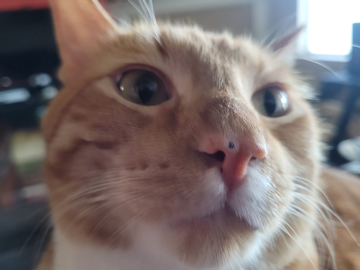 Whoa. Mr. Cheddar Cat came in for a closeup and has Little Friskies breath! 😸🐟🤢