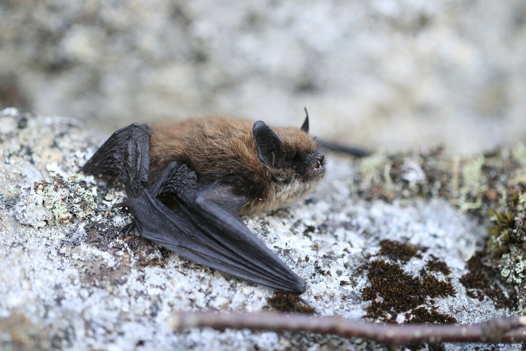 #Baturday time! And we are leaning about Brandt's bat or Brandt's myotis (Myotis brandtii). Read more: instagram.com/p/CuLQCqdOjXz/

Photo credit: kiselevm, iNaturalist