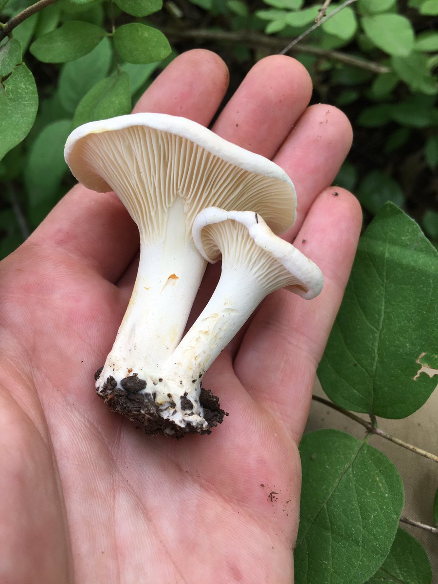 Well the chanterelles have flushed in central Minnesota! I came across a large patch of fresh fruiting bodies today, though it seems that the bugs are getting to them quickly… Nearby I found this stand-alone pair of white chanterelles, a first time sighting for me!