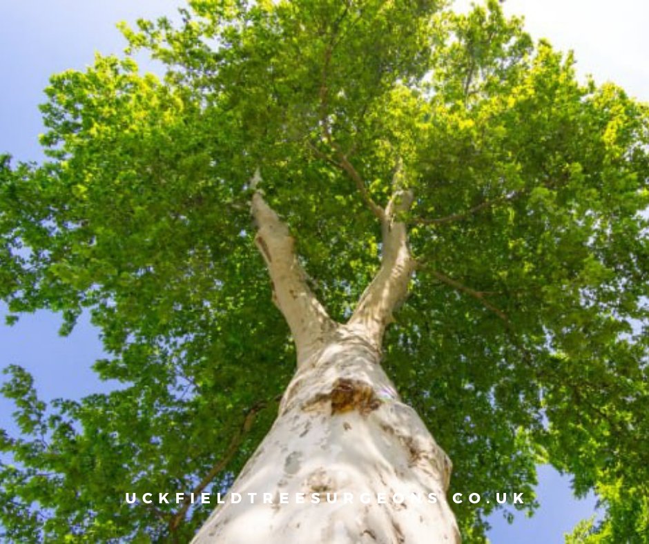 Preserving nature's giants, one branch at a time! Our skilled tree surgeons are dedicated to maintaining the health and beauty of your trees. Call Uckfield Tree Surgeons now to schedule a consultation.

#treesurgeons #treefelling #treecutting