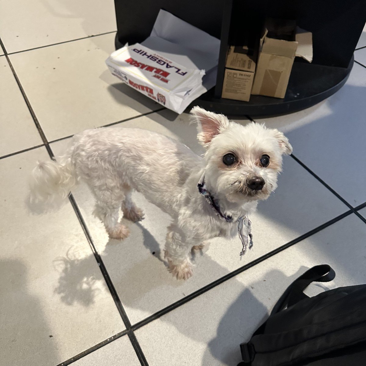 Attention this male dog was brought into police headquarters. He was found near Rehoboth Road in Flanders. Please reach out to us at 973-691-0850 x0 if you know who he belongs to.