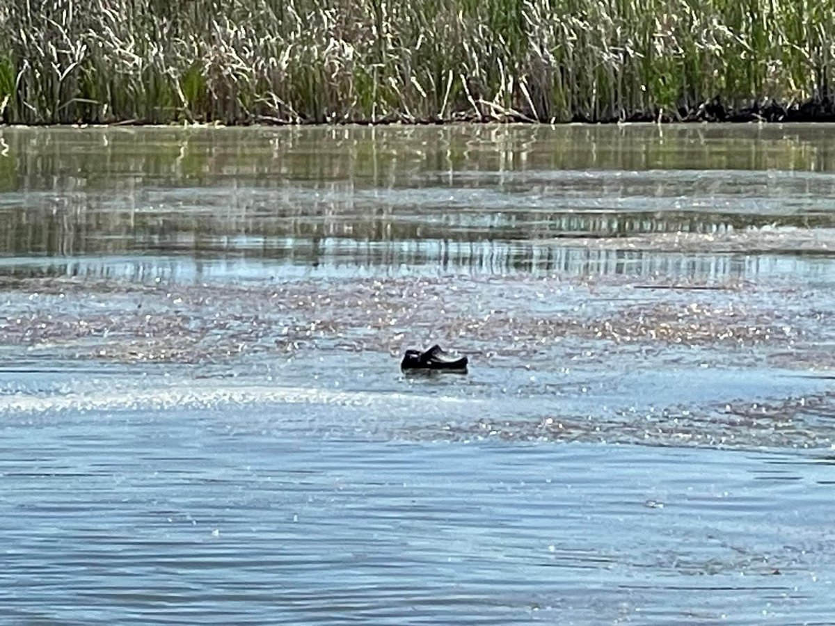 Croc spotted at Sweitzer Lake State Park 👀👀👀

Be careful on the water this weekend folks!