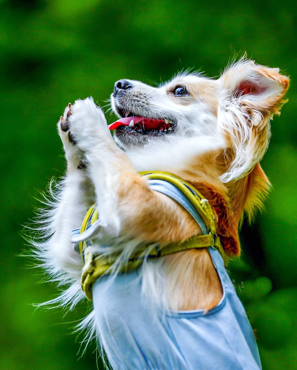 pandacross4wd's tweet photo. Please do me a favor
#domeafavour #soplease #chihuahua #ロングコートチワワ #チワワ #tokyocameraclub #dogphotographer #犬写真家 #ドッグカメラマン #難病カメラマン #出張撮影 #inuclub_jpn #ドッグフォトグラファーズ #ロケーション撮影 #ポートレート撮影 #dogportrait #my_eos_photo https://t.co/oROT8riUbn