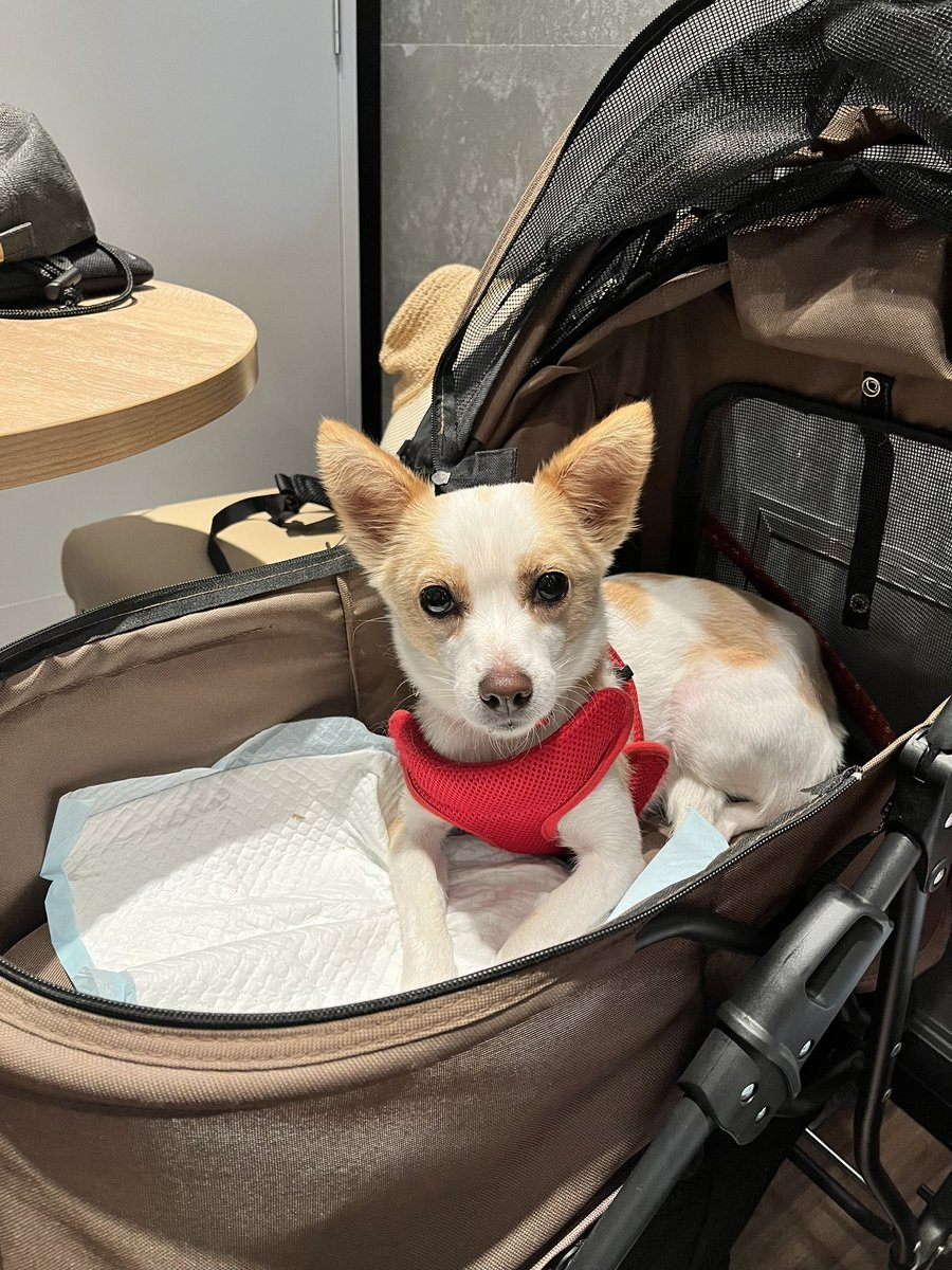 corgi_korosuke's tweet photo. 実家のつばきちゃん🐕

最初は震えてたけど、姫もだいぶ慣れました😍

車はまだまだなようで吐いちゃう…
車酔いする子で、お出かけ前の朝ごはんのあげ方とか工夫するといい点あれば教えていただきたいです🙇🏻‍♀️

コロ助とお揃いのハーネス😍

#保護犬を家族に #保護犬
#コーギー
#車酔い犬 https://t.co/qxUB8C7GQs