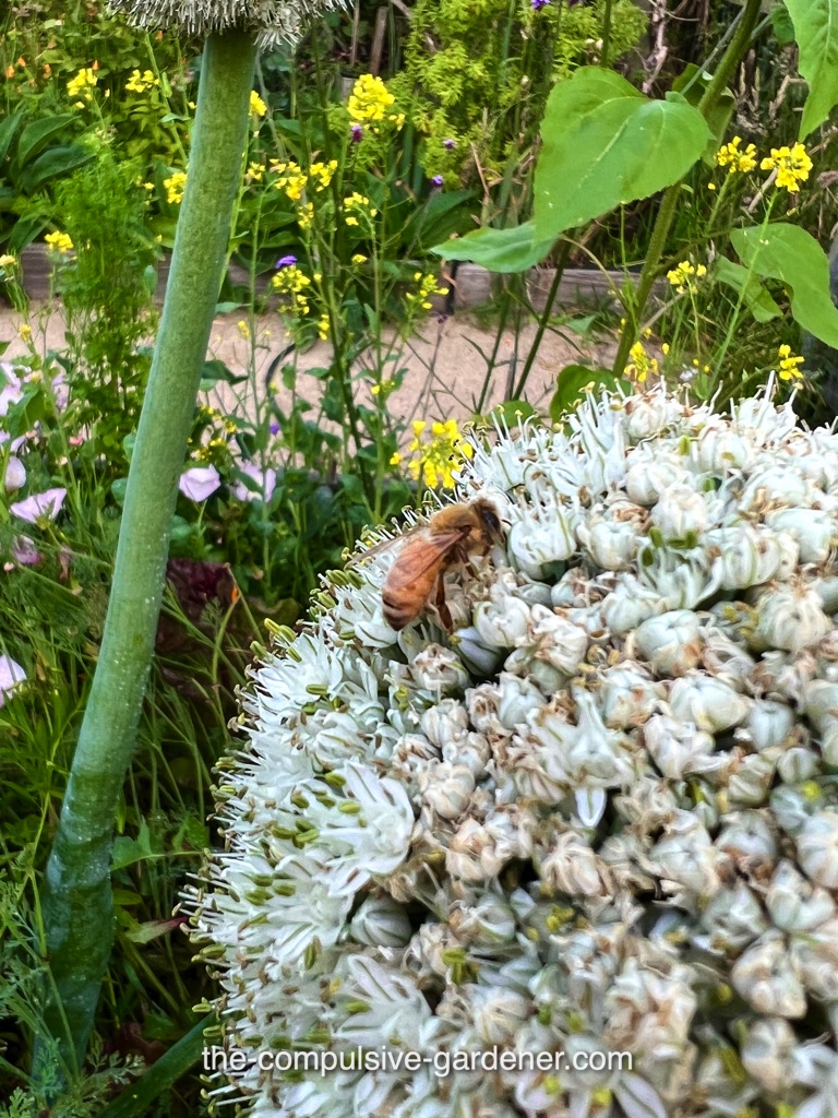 When you are just soooo tired from garden work that you fall asleep atop an onion flower globe. Shhhhh... he's sleeping. #gardening