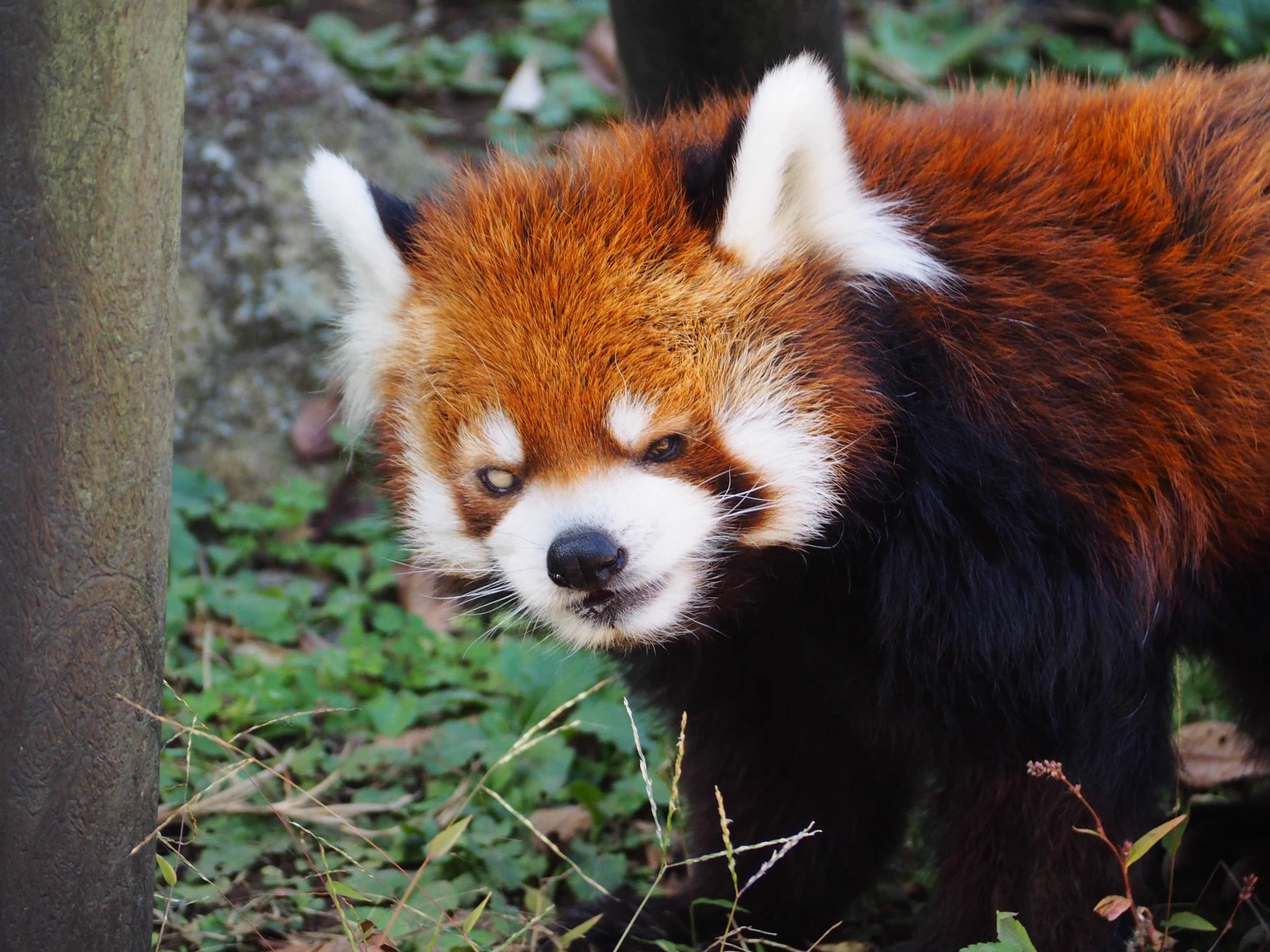 千葉市動物公園【公式】 on X: 
