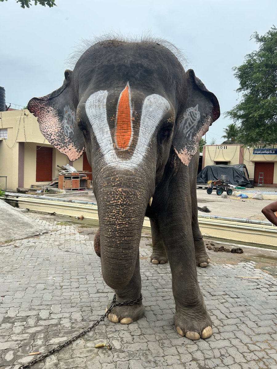 ஒப்பிலியப்பன் திருவடி தரிசனம்