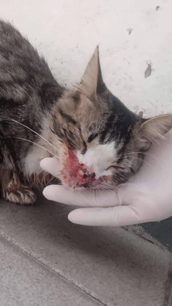 Caso de terceros. LAS ADJUNTAS MACARAO CARACAS CONTACTO 0424-1719801 Ayuda para un gato que fue golpeado en la cara y es de la calle. Está en las Adjuntas-Macarao por dónde están los bomberos. Una persona lo ha curado pero no sabe mucho de eso. Ayuda al 0424-1719801