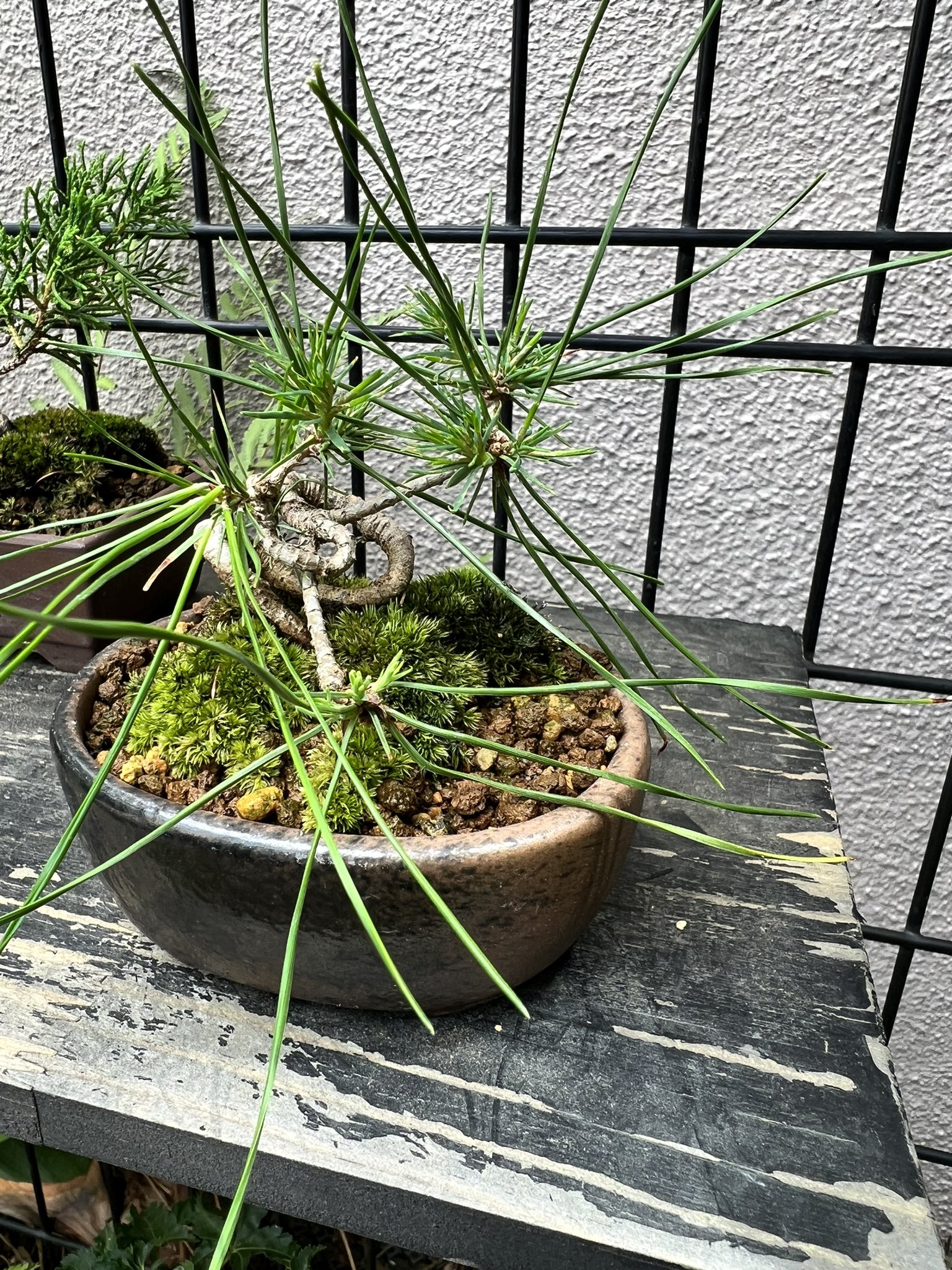 赤松盆栽♤♧ Yahoo!オークション - 新春SALE 赤松 ミニ盆栽 樹高8cm 極太捻転