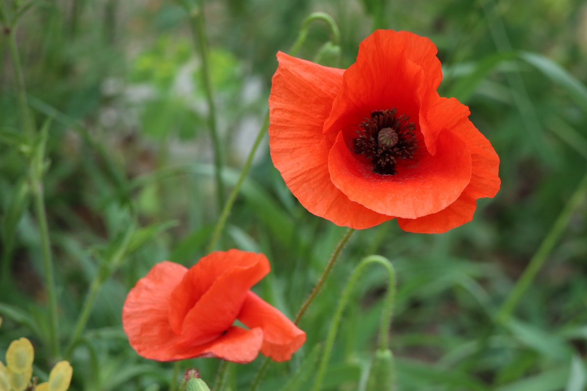 in the meadow - poppies