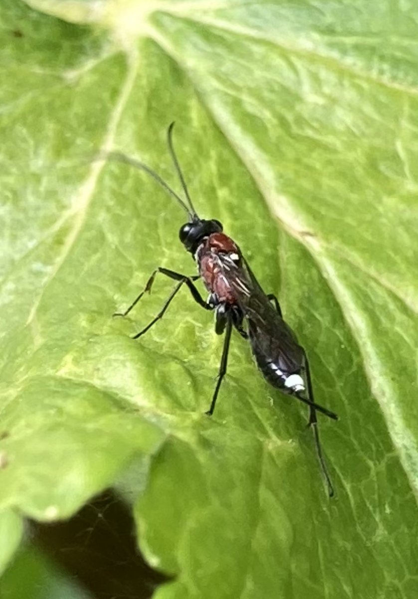 drsimonmartin's tweet photo. Struggling to identify this beauty. I think it's an ichneumonid, but cannot find the combination of orange thorax and black legs and abdomen. @StevenFalk1 any ideas? #ichneumon #hymenoptera https://t.co/bJuFKCdTRD