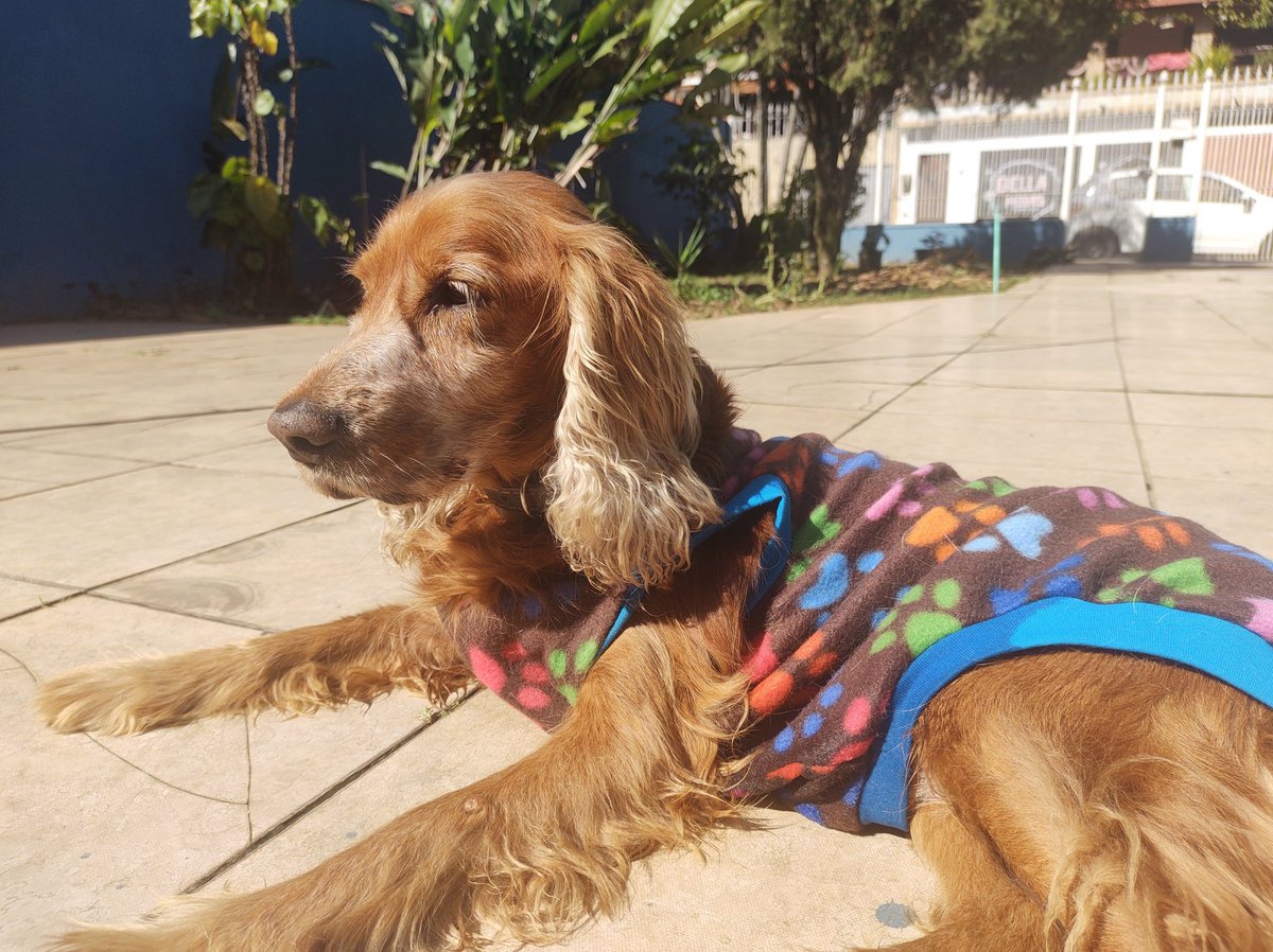 GansoArabe's tweet photo. Hoje o céu ganhou a estrelinha mais brilhante de todas. Obrigado por tudo, filho ❤️ te amo e sempre vou te amar mais que tudo 
Daqui a pouco a gente se encontra, meu velhinho https://t.co/ajgFzdaw43