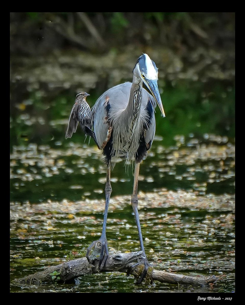 'NORTHERN FRIENDS' instagram.com/p/Ct2r4H5RuRO/… #CanadianGeographic #NationalGeographic #GreatBlueHeron #RedWingedBlackbird #Spring #WildlifePhotography #OntarioParks #PicOfTheDay #BirdPhotography #CanadianWildlife #Art #Earth 📸 🇨🇦