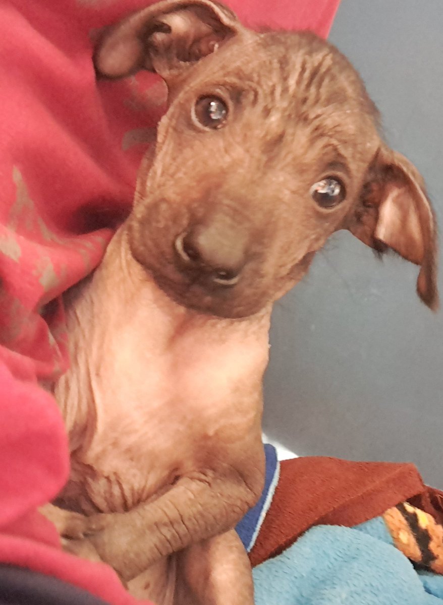 fabi_smith's tweet photo. No dejen para mañana lo que pueden hacer ahora. No lo vacune por falta de dinero actualmente, Hoy lo lleve al veterinario para que lo examinen, Dijo que tiene síntomas de Distemper, me recomendaron que descanse a mi perrito. No puedo, aún es muy chiquito como para ir se. https://t.co/15pDVblcT3
