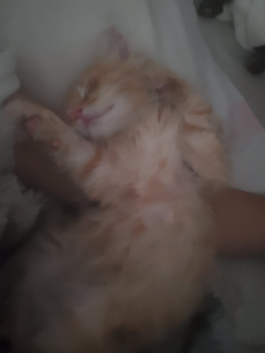 kitty snoozing... 😴😴
