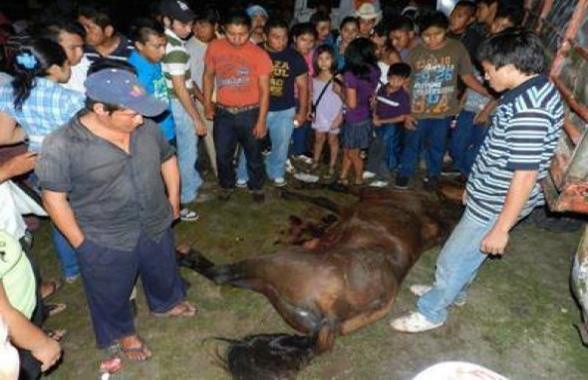 RobRobbEdwards's tweet photo. Torneo de Lazo festival, Yuchatan, Mexico where horses are mauled by bulls for entertainment https://t.co/4IRr61R0dl
