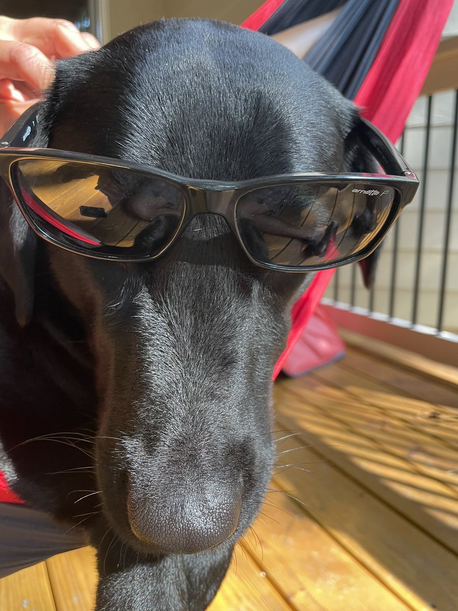 LunaSirius2020's tweet photo. Chilin out wid ma hoomans . #WeekendFeeling https://t.co/VGzRo17O54