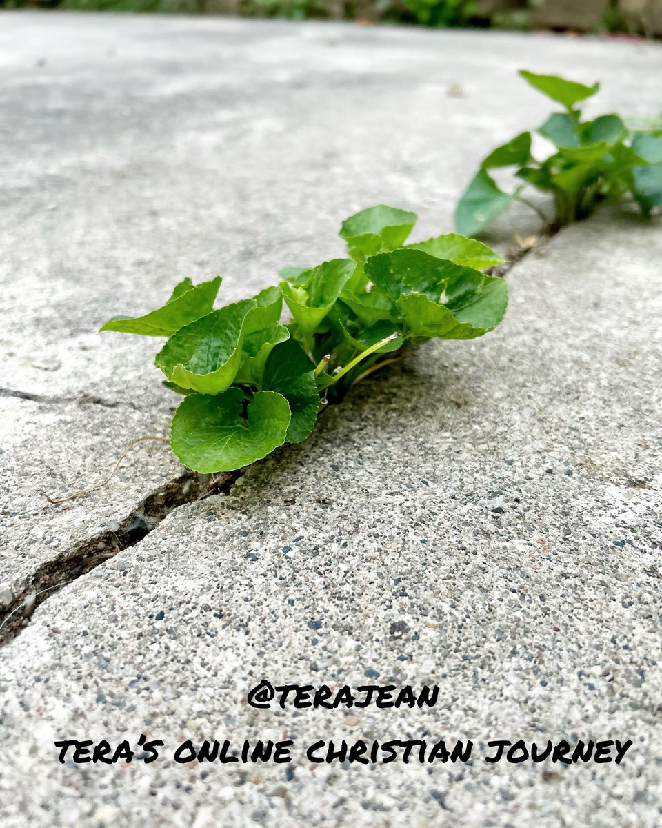 teraelness's tweet photo. I don’t know who needs to hear this, but new life can arise out of the breaking. https://t.co/GZ3W4uPGz4