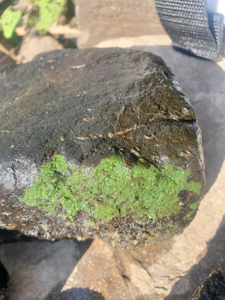 laspongehunters's tweet photo. Summer time Sponge hunting in Louisiana! Here are a few beauties from today's collection! #Freshwatersponges 
#laspongehunters #freshwaterspongeresearch
https://t.co/OSjOEdLG8L https://t.co/gOxkNU5IiE