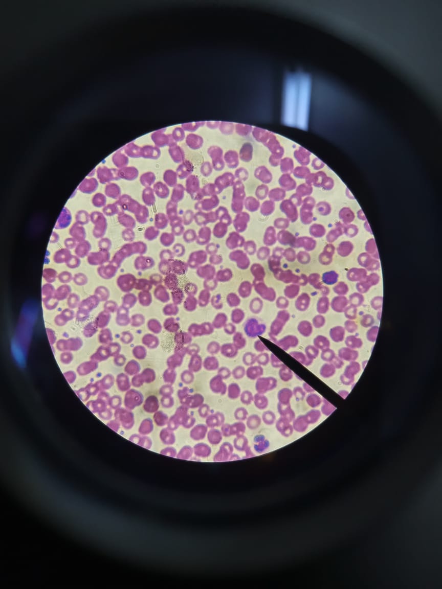 sol_amelia13's tweet photo. Histologia por Ódio https://t.co/N2HcFICefQ