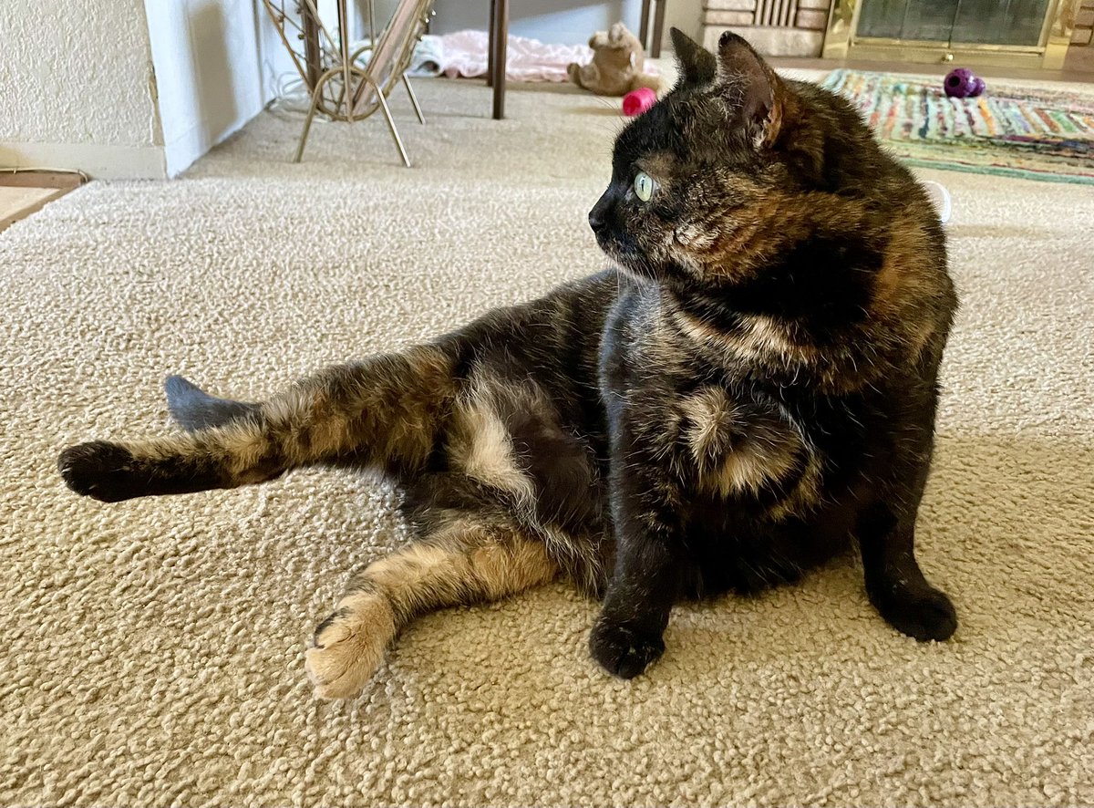 Mabel is very focused when she’s doing her cat yoga. 
#Caturday #Tortie #CatsOnTwitter