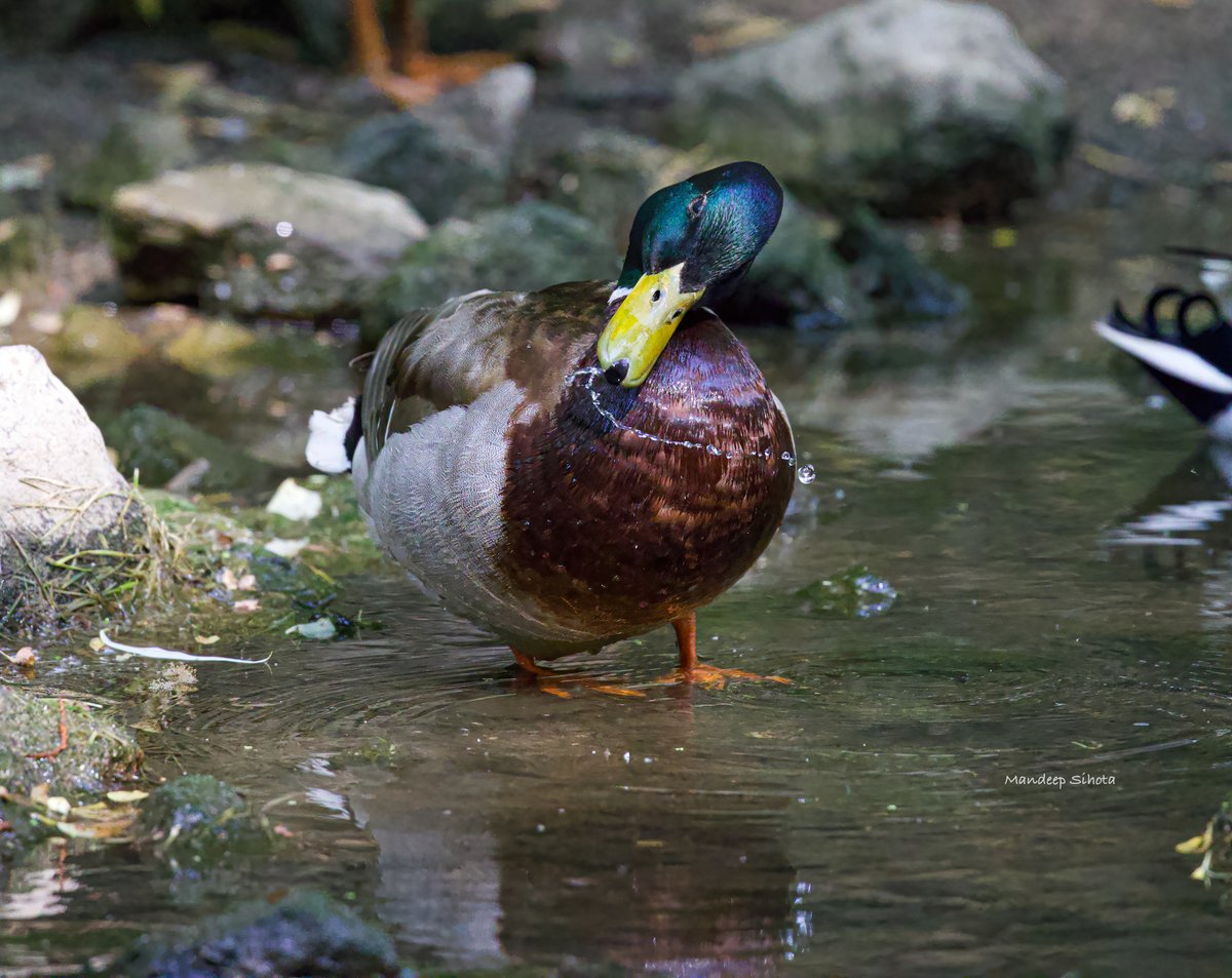 Mallard 🦆 #ducks #duckphotography #duckphotography #twitterducks #ducksoftwitter #ducksinwild #Smile #twitternaturephotography #Canon #twitternaturecommunity #IndiAves #Canonphotography