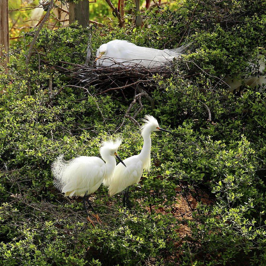 JudyVincent74's tweet photo. #SnowyEgrets #birds #animals #wildlife #nature #breeding #spring #HighIsland #Texas #HomeDecor and #Products for sale #AYearForArt #BuyIntoArt
View all products here ---> https://t.co/HoUHDQwqpW https://t.co/SXkhjSOCGB