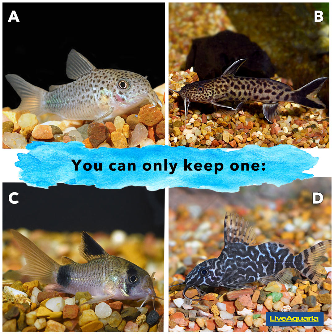 LiveAquaria's tweet photo. It’s National Catfish Day tomorrow!
Learn more about the species here and let us know which is your favorite.
A. Similis Corydoras Catfish
B. Dwarf Petricola Synodontis Catfish
C. Panda Cory Cat
D. Synodontis Eupterus Catfish
👉 https://t.co/GyYPcsWynD
#CoryCat #Caturday https://t.co/cVM9VRinGY