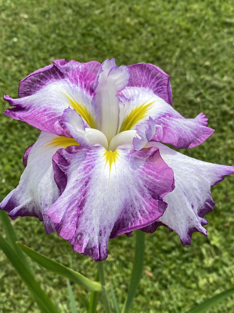 Norwell Nurseries on Twitter "It’s our village National Garden Scheme