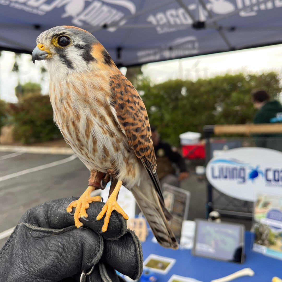 Name a cuter kestrel... we'll wait. Did you know that #Americankestrels are the smallest falcon in North America? They measure an average of only 9-12 inches!