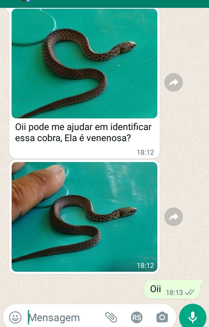 sol_amelia13's tweet photo. E o pai da minha amiga que achou um Natrix no quintal e pediu pra eu identificar https://t.co/RRypoYmWSU
