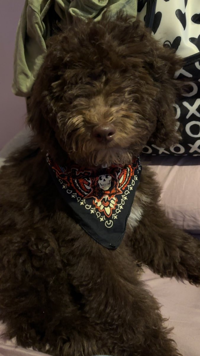 My puppy Slash with his <a href="/gunsnroses/">Guns N' Roses</a> bandana <a href="/Slash/">Slash</a>