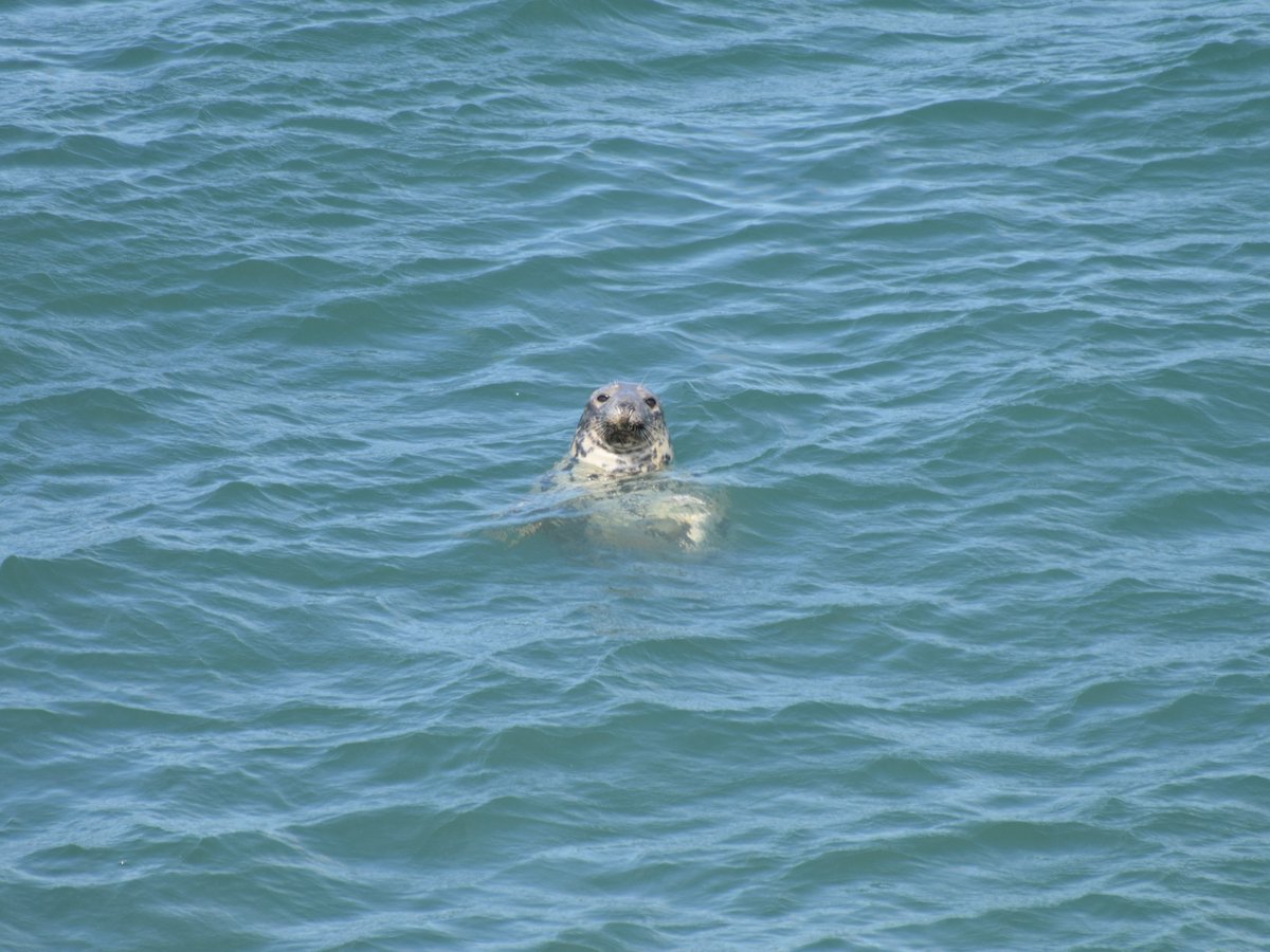 I spotted this friendly looking seal in the sea off Llaneilian, Anglesey. I'm going to be honest, I gave it a wave and half expected a wave back. I didn't get one.

#Anglesey #YnysMon