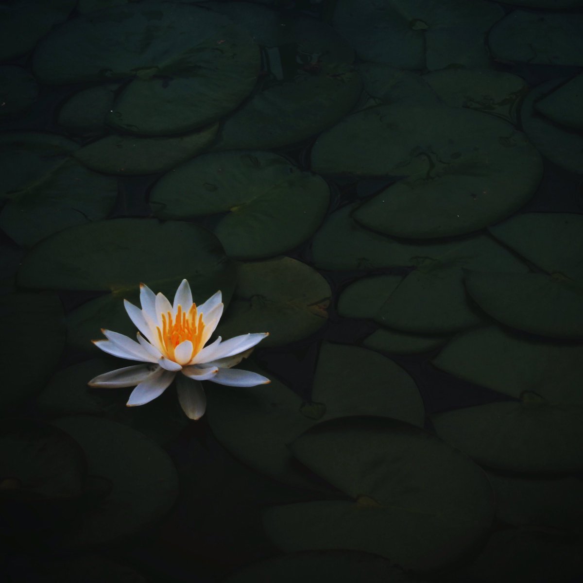 ・
ｆｌｏｗｅｒ
・
・
#nature #flower 
#leaf #waterlily #睡蓮
#green #naturephotograph