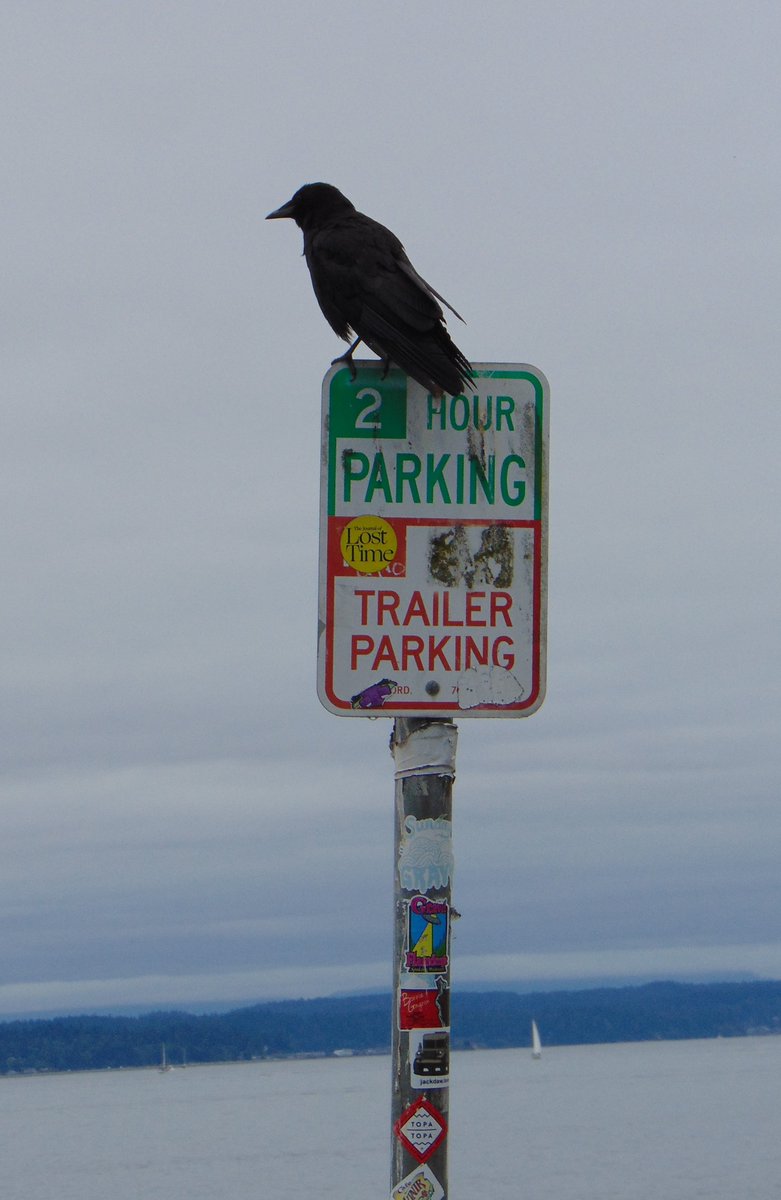 WaParksVisitor's tweet photo. Is this crow at Golden Gardens park today abiding by the "2 hour" limit for sitting on this sign? #NaturePhotography #photographer @SeattleParks https://t.co/XOAcTg0ppt